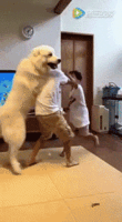 【Video】 TikToker performs a ridiculous "hot dance" wwwwwwwwwwwwwww